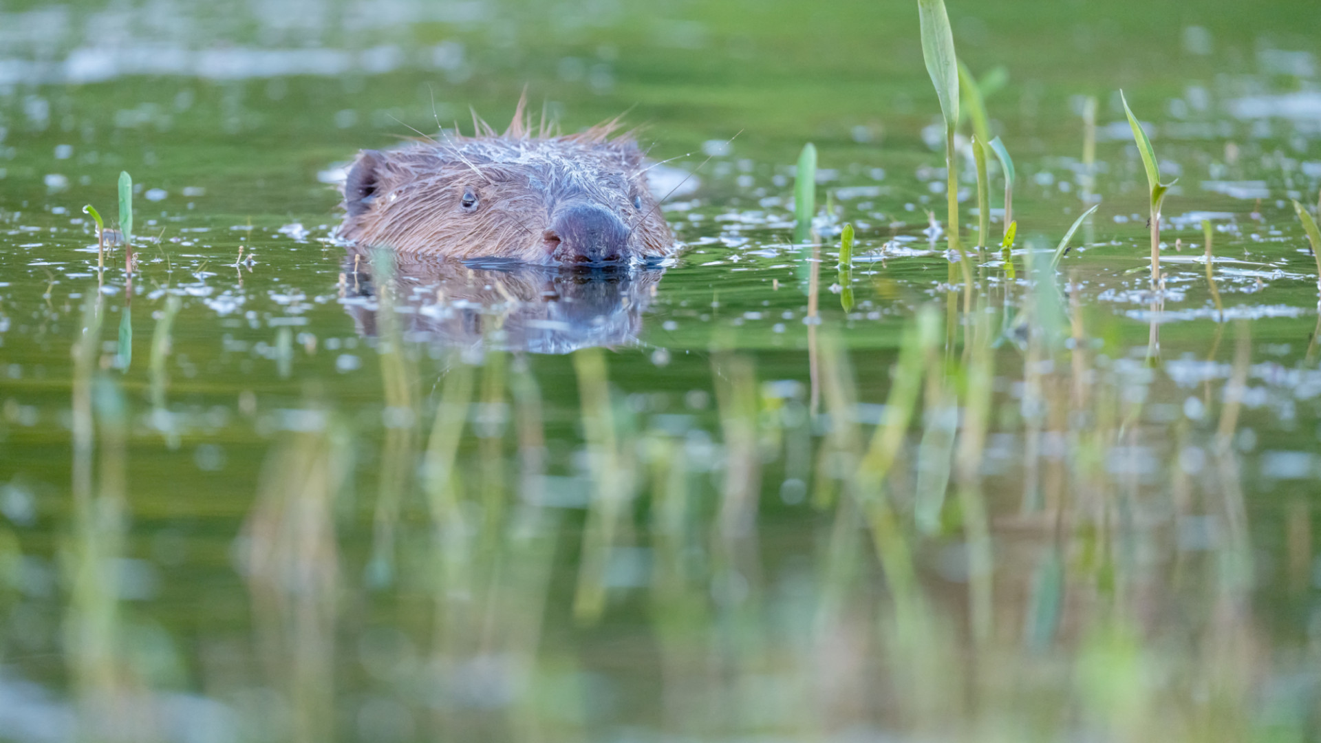 SWD 2022 06 27 205449 163