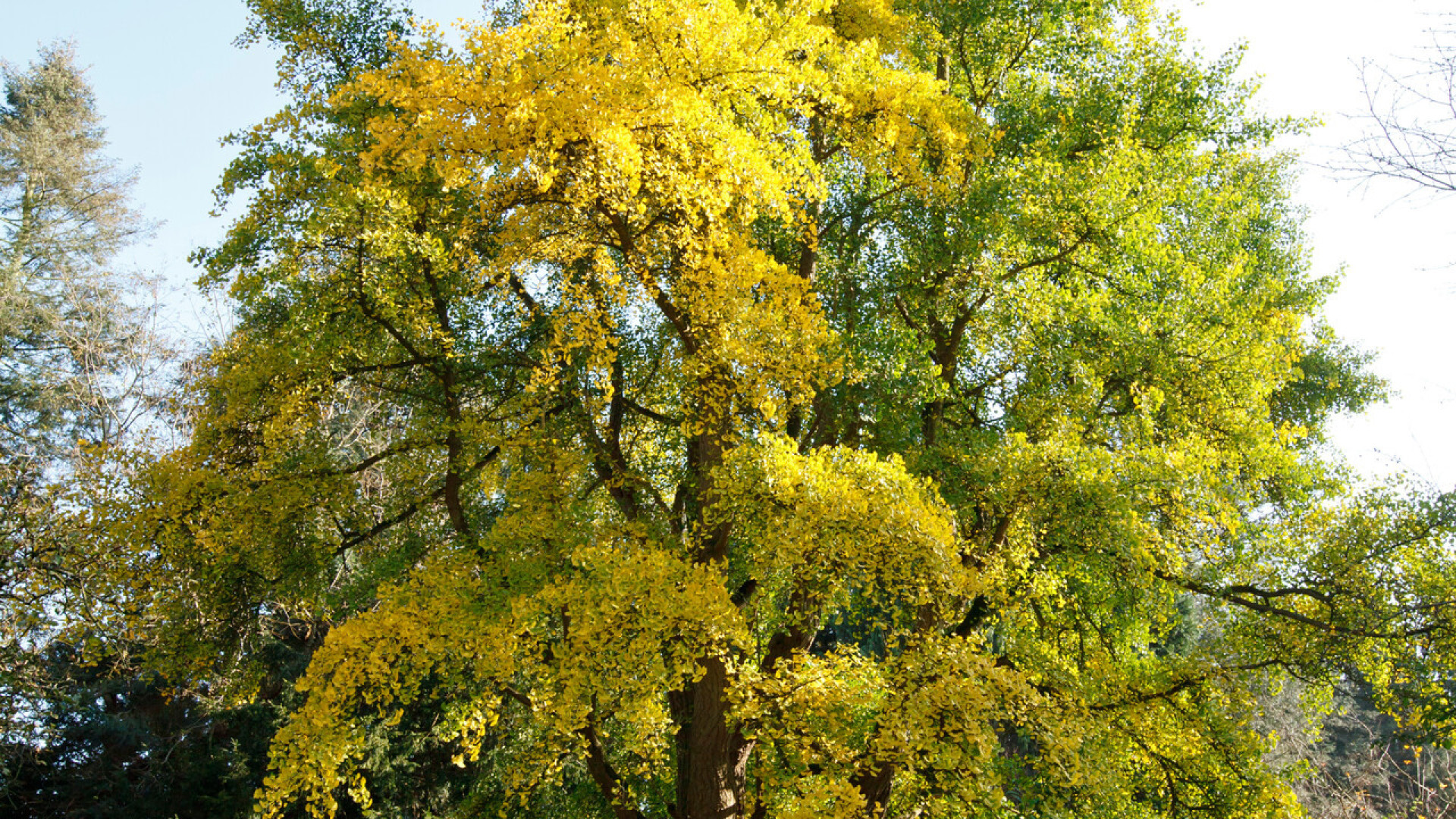 Natuurmonumenten Natuurmonumenten Martin Stevens 1920 NAMO48369